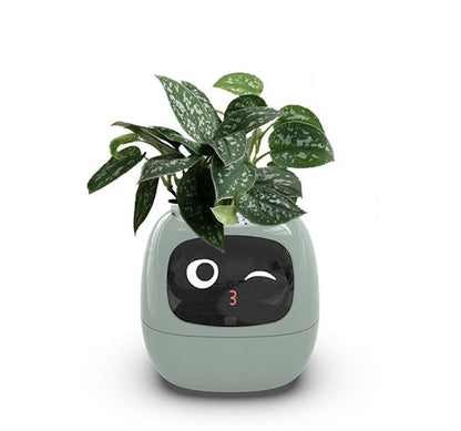 Smart Planter Endless Fun Over 49 Rich Expressions 7 Smart Sensors And AI Chips Make Raising Plants Easy And Fun - NOMAN STORE LLC